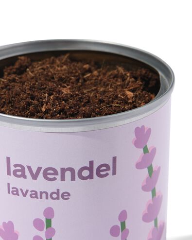 Anzuchtdose Lavendel - 41800655 - HEMA