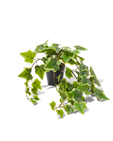 plante grimpante artificielle 50 cm - 41323003 - HEMA