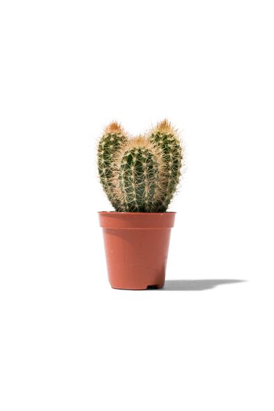 mini cactus - 41321049 - HEMA