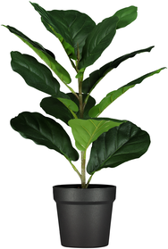 kunstplant vioolbladplant 50cm - 41310013 - HEMA