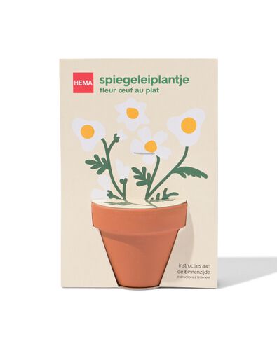 groeiplant spiegeleiplantje - 41800666 - HEMA