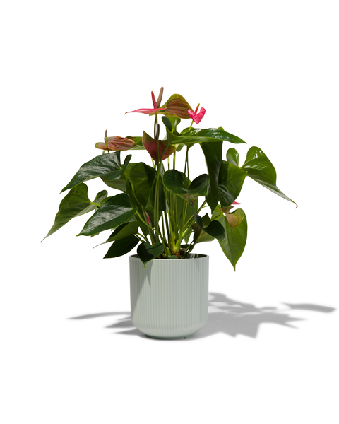 Blumentopf, gerippt, Ø 13 cm, grün - 41800555 - HEMA