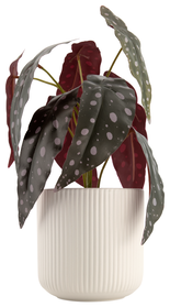 plante artificielle bégonia à pois - 41322044 - HEMA