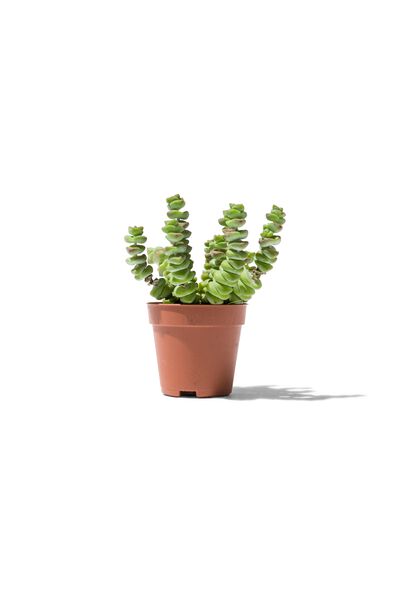 kleine vetplant - 41321048 - HEMA