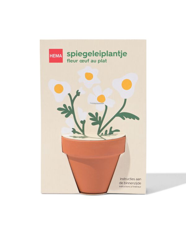 groeiplant spiegeleiplantje - 41800666 - HEMA