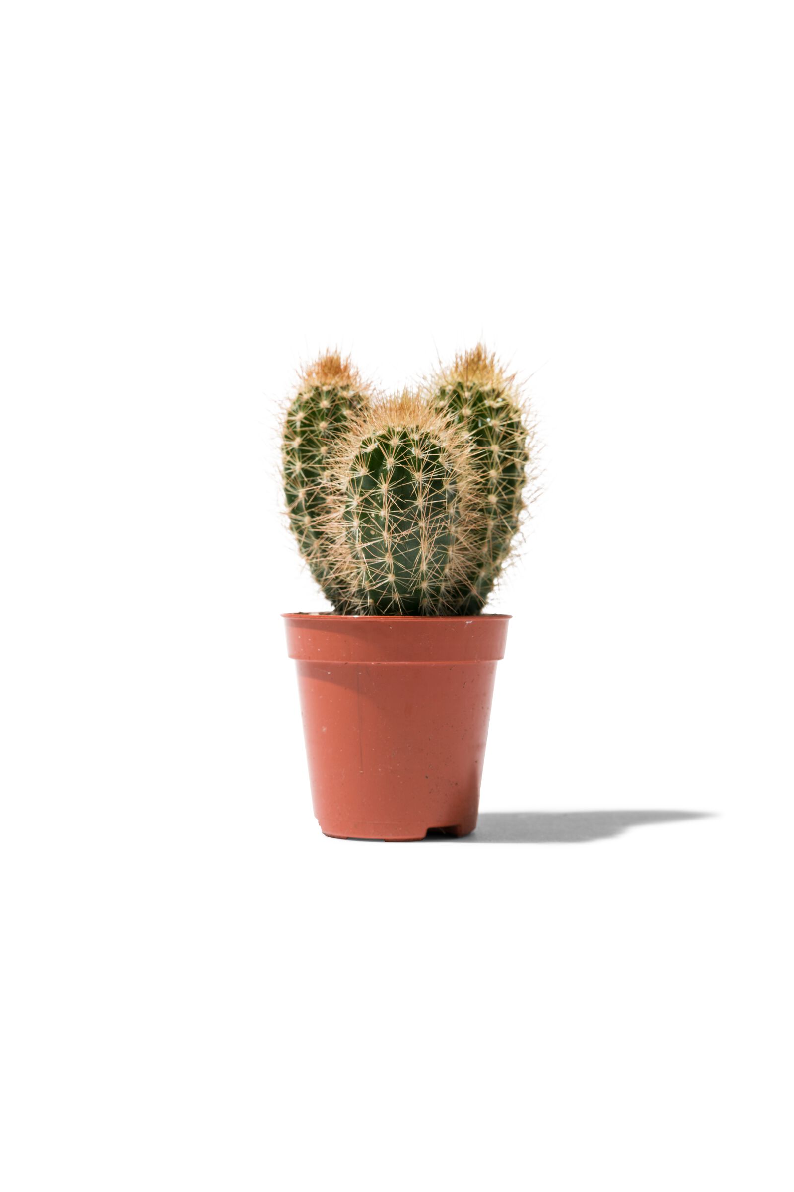 mini cactus - 41321049 - HEMA