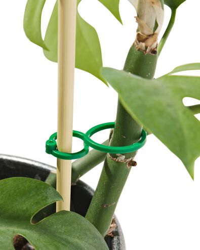 30er-Pack Pflanzenspangen - 41810365 - HEMA