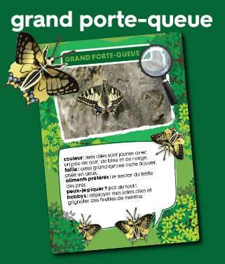 koninginnenpage vlinder