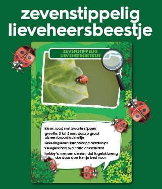 lieveheersbeestje