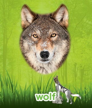 wolf