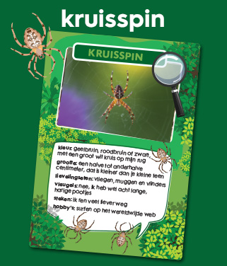 kruisspin