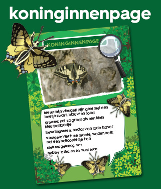 koninginnenpage vlinder