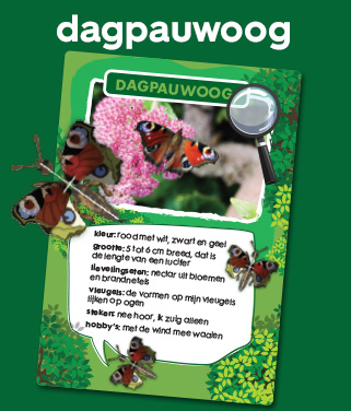 dagpauwoog
