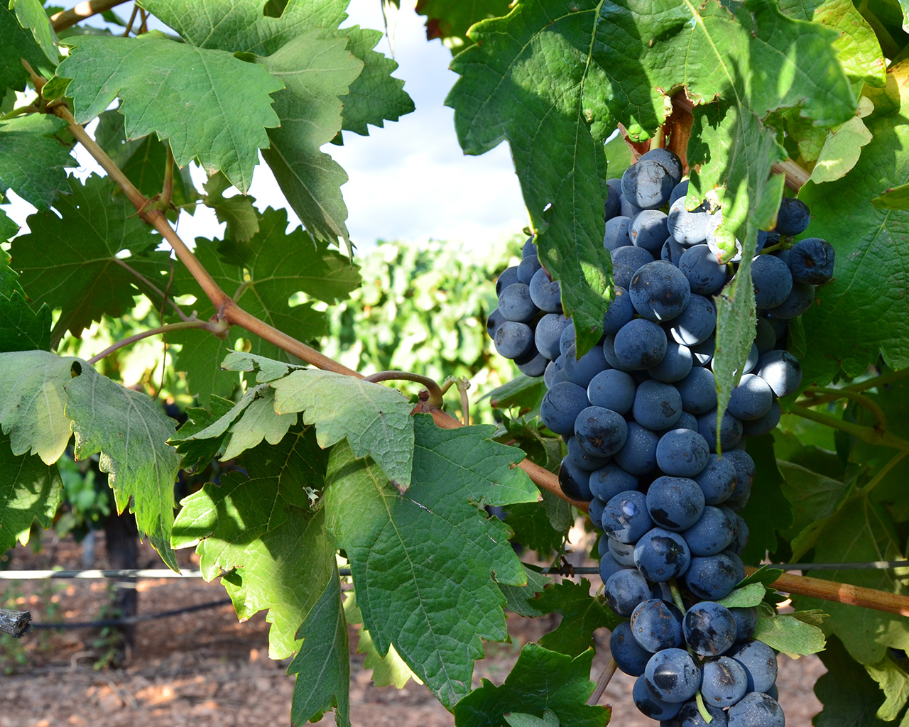 natuurlijke-oorsprong